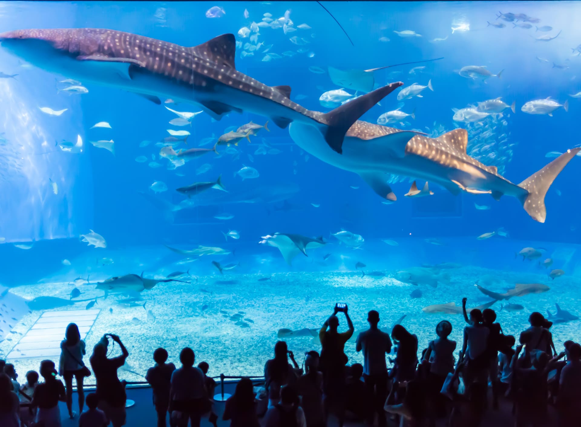 動物園/水族館